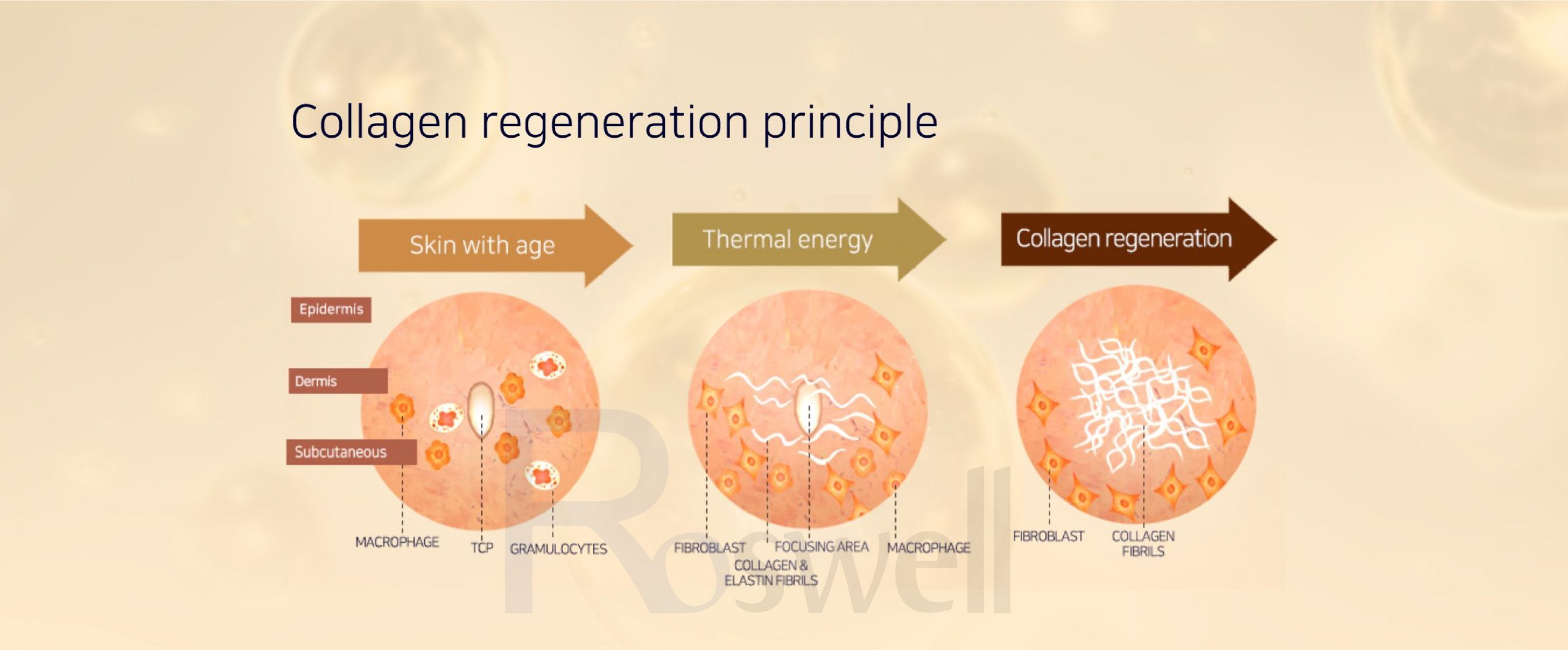 Qúa trình phục hồi collagen dươi
